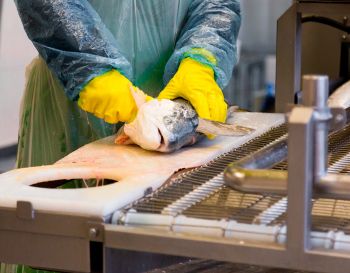 Saiba como a Inovação está ajudando indústrias de pescado a diminuírem seus desperdícios
