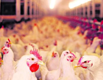 Exportações de frango do Brasil disparam no mês de maio